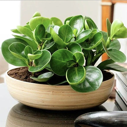 Peperomia Obtusifolia Jade 100mm