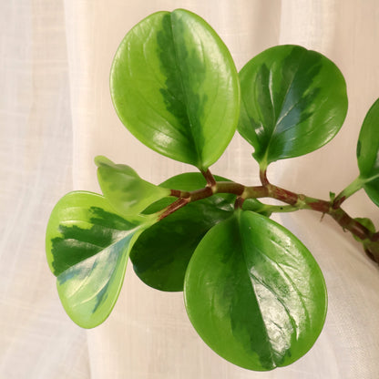 Peperomia Obtusifolia Lemon &amp; Lime 70mm