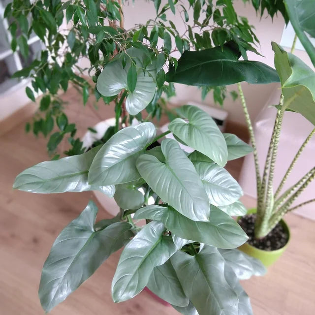 Philodendron Hastatum Silver Sword 120mm