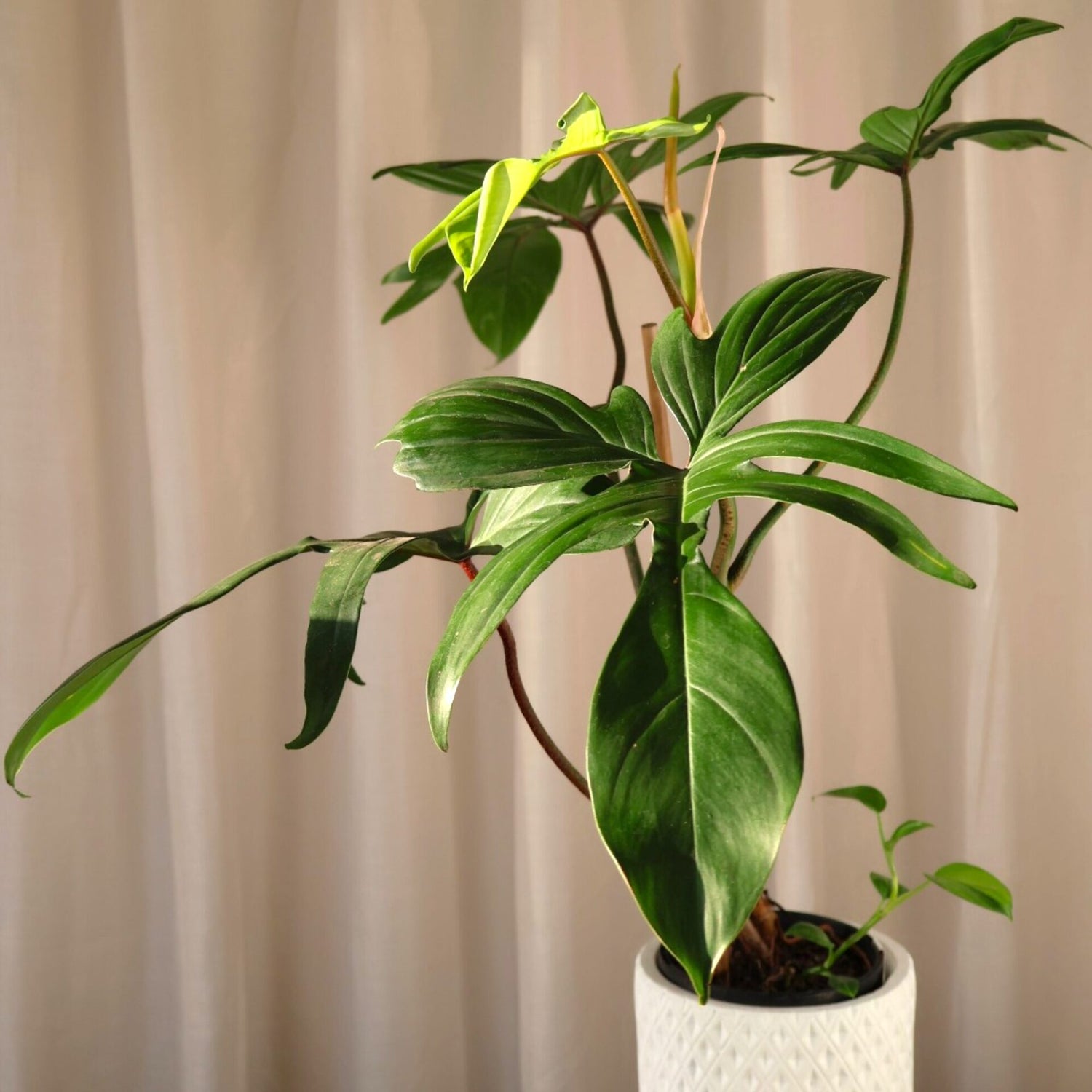 Philodendron Pedatum &