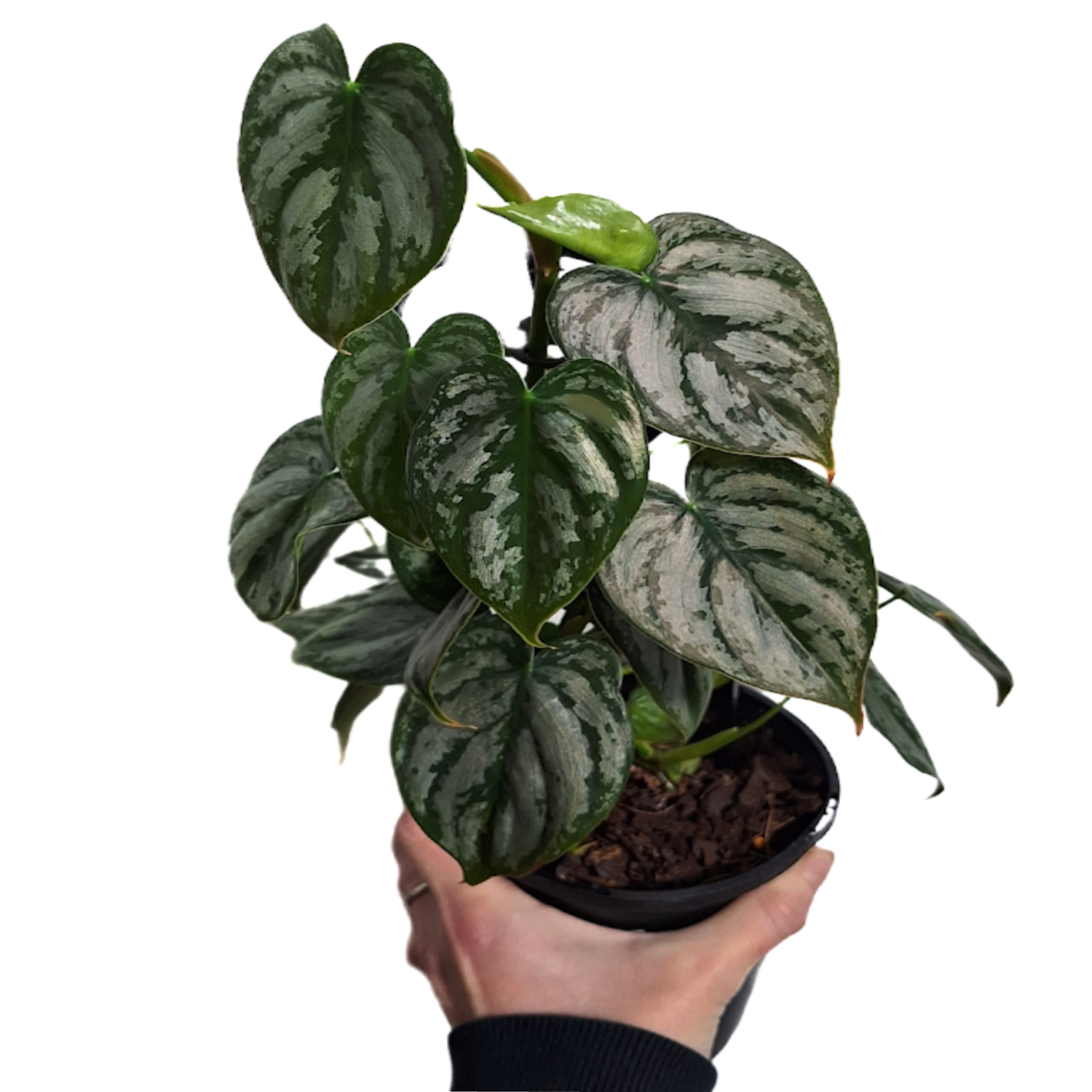 Philodendron Brandtianum 70mm
