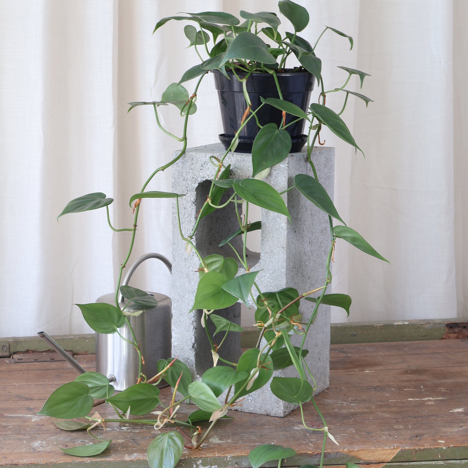 Philodendron Cordatum 170mm HB