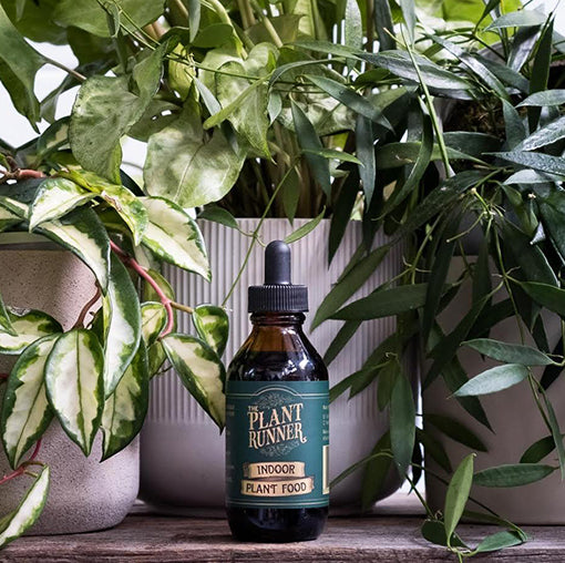 Indoor plant food