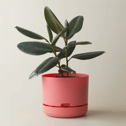 Self Watering Plant Pot 215mm Persimmon