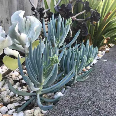 Giant Chalksticks - Senecio serpens 100mm