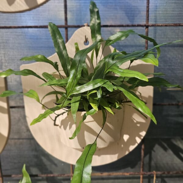 Plant Shield No Plant Brown Closed Cup