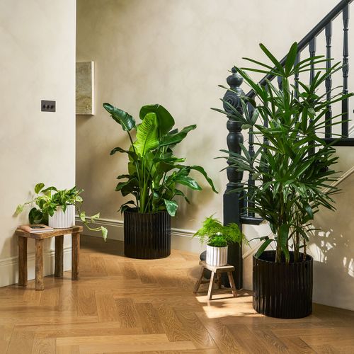 philodendron ernestii Philodendron Ernestii 100mm – The Jungle Collective