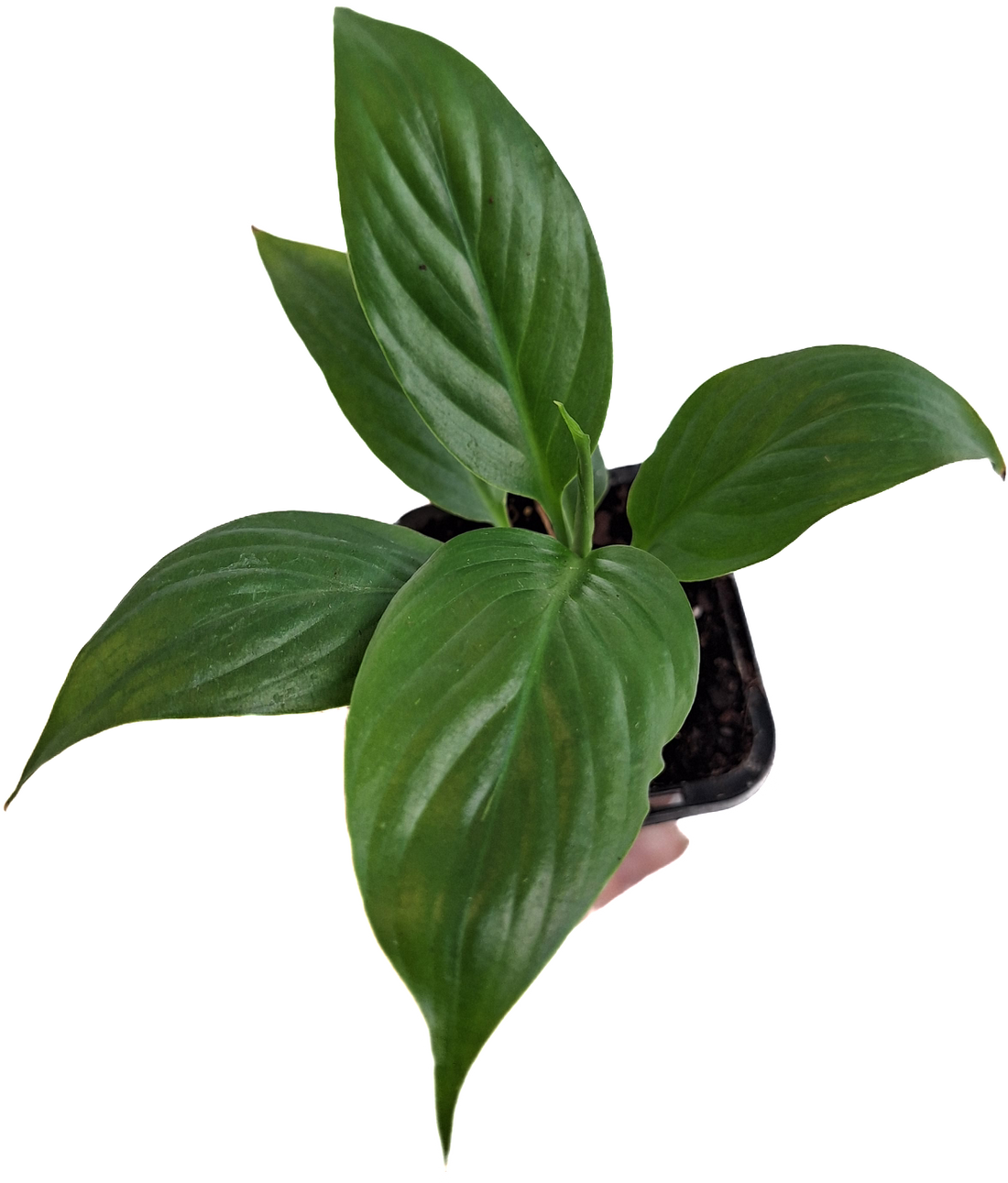 Spathiphyllum Floribundum 70mm