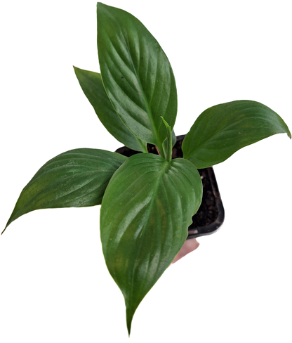 Spathiphyllum Floribundum 70mm