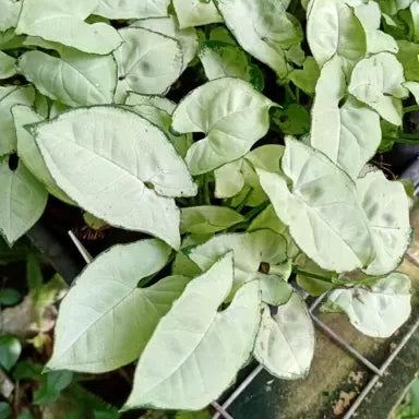 Syngonium Silver Pearl 130mm