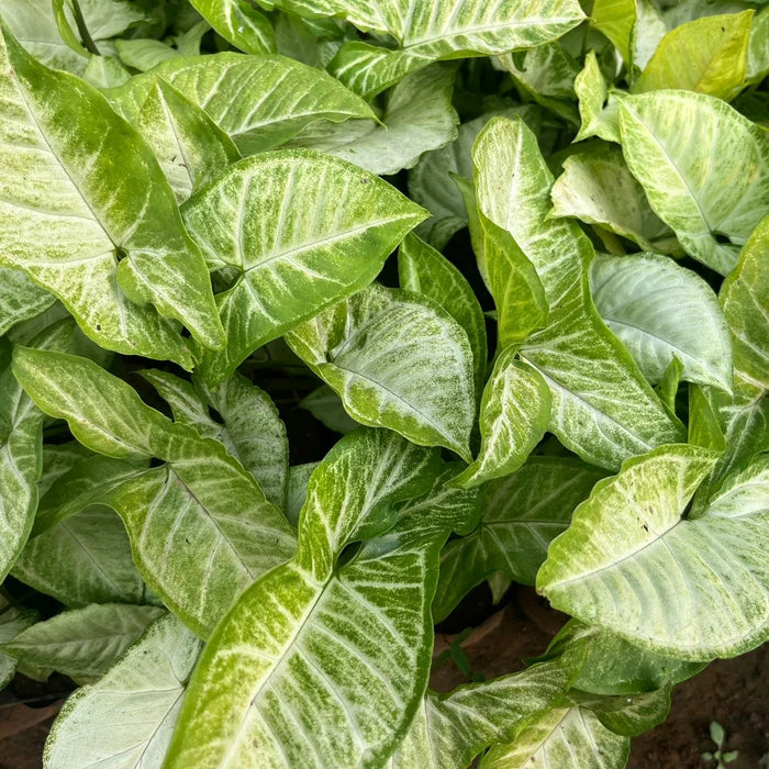 Syngonium Podophyllum Lemon And Lime 70mm