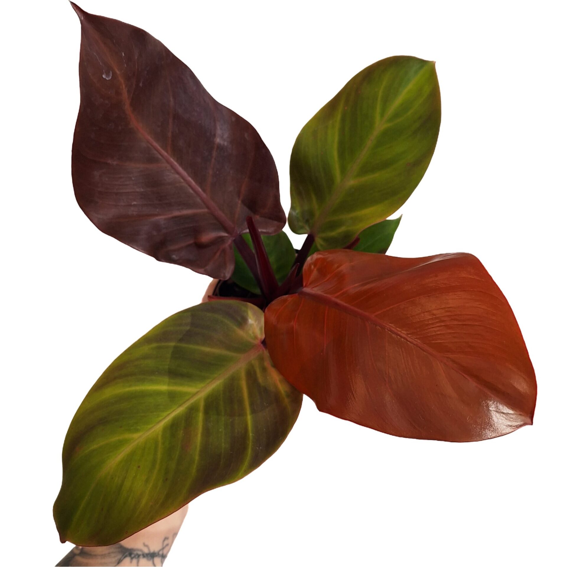 Philodendron Mccolley&
