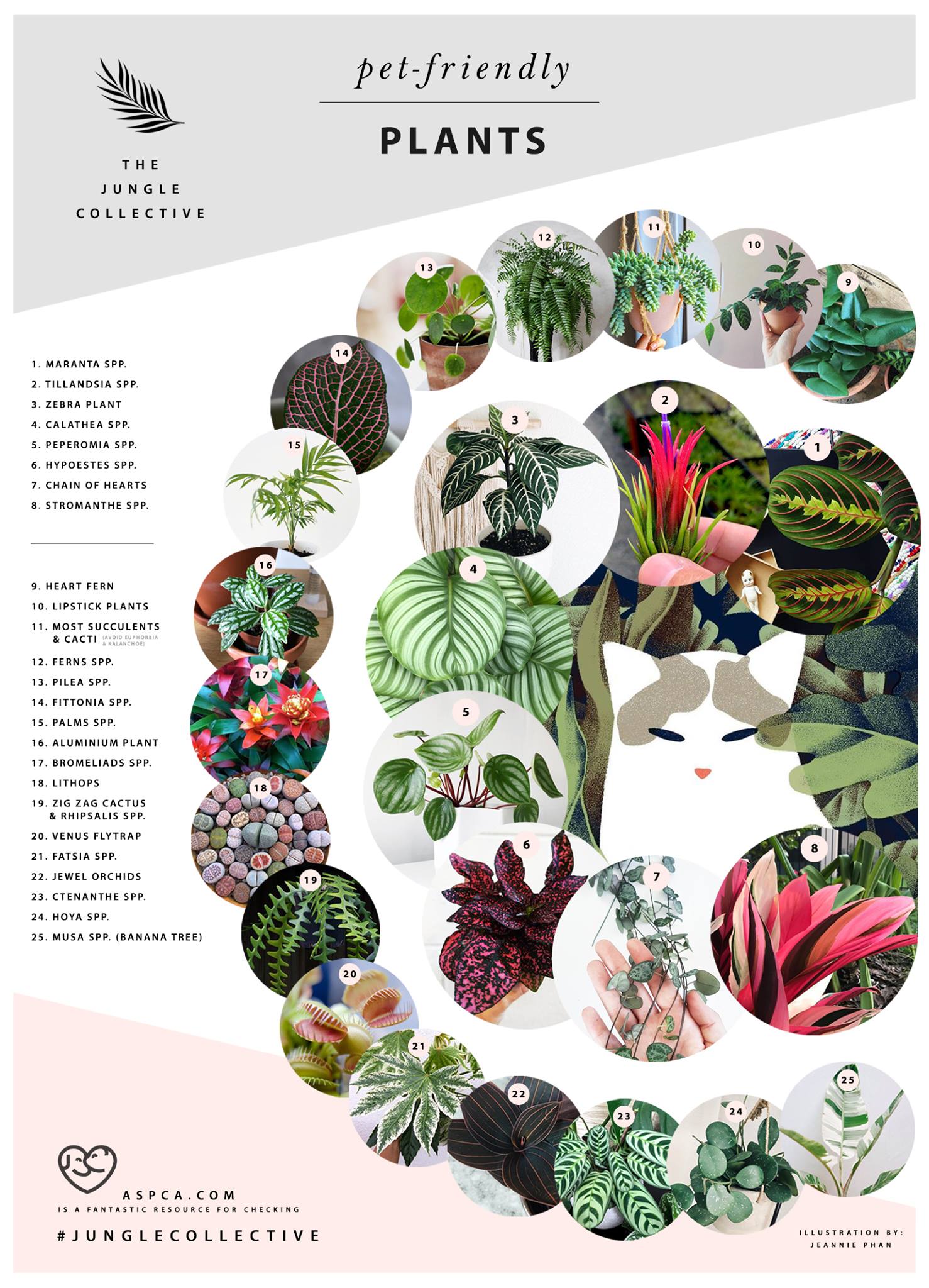 The Jungle Collective | Pet Friendly Plants – The Jungle Collective