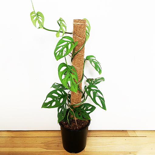 Monstera Adansonii On Totem - The Jungle Collective