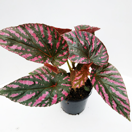 Begonia Exotica 140mm - Perth Only - The Jungle Collective