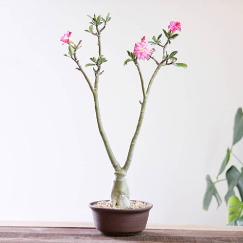 Desert Rose Pretty Pink - Adenium Obesum 70mm - The Jungle Collective