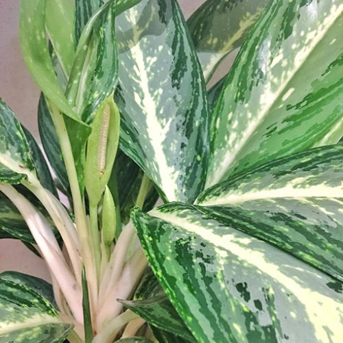 Aglaonema Ivory 175 mm - The Jungle Collective