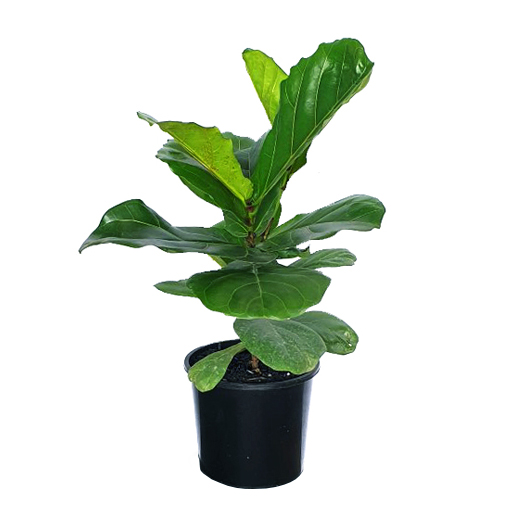 Ficus Lyrata 200mm - Perth Only - The Jungle Collective