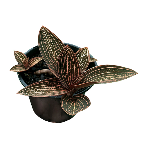 Jewel Orchid Ludisia Discolor 100mm Perth Only The Jungle Collective