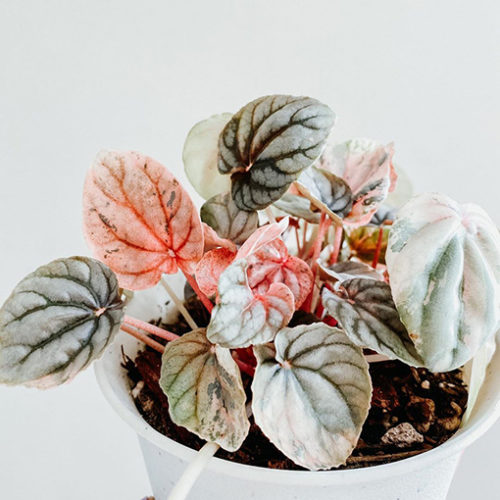 Peperomia Pink Lady - Peperomia Caperata 130mm - The Jungle Collective