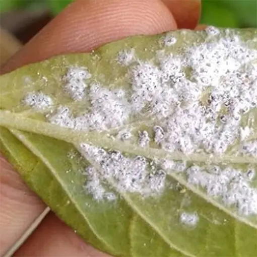 How to Get Rid of Mealybugs: 7 Easy Methods