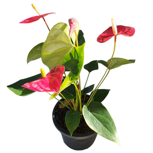 Anthurium Aloha Red 140mm - The Jungle Collective